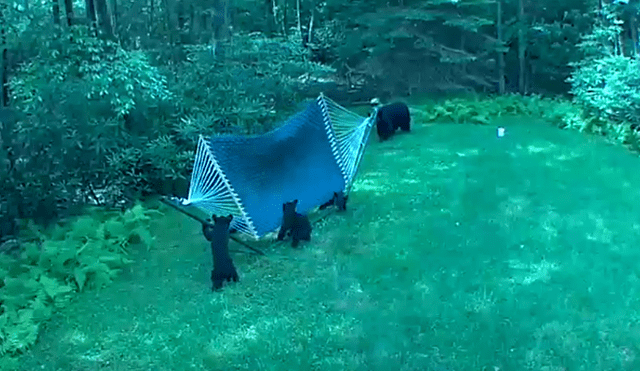 Una familia de osos invadieron el patio de una casa para jugar en una hamaca. Foto: YouTube