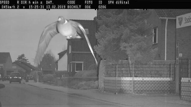 Facebook viral: detectan exceso de velocidad de paloma gracias a radar [FOTOS]