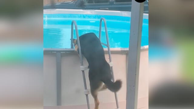 Desliza las imágenes para ver el momento en que un travieso perro aprovechó la piscina que sus dueños no podían usar por la cuarentena. Foto: Woof Woof