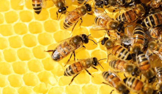 “Beesexual”, la nueva campaña de Pornhub para salvar a las abejas