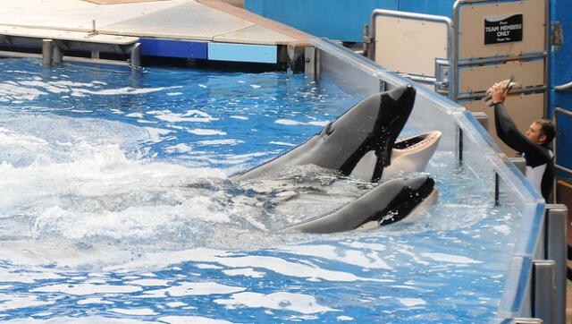 La compañía de viajes Virgin Holidays dejará de vender tours para parques donde explotan ballenas y delfines. Foto: AFP.