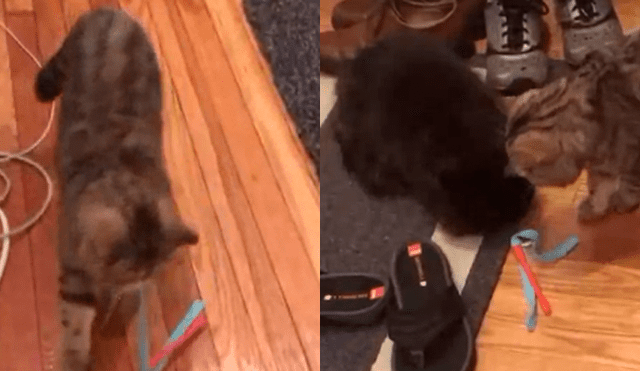 Facebook: Adorable gato intenta animar a su hermano con su nuevo juguete [VIDEO]