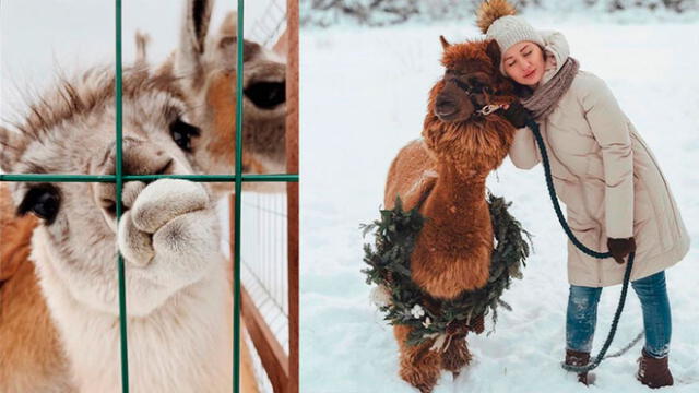Alpacas de una granja en Rusia se roban los corazones de los lugareños y turistas 