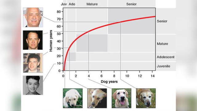 Gráfico que compara la edad de un perro con la edad humana. Fuente: Cell Systems.