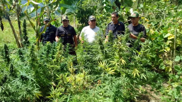 PNP erradica plantones de marihuana en Jaén 