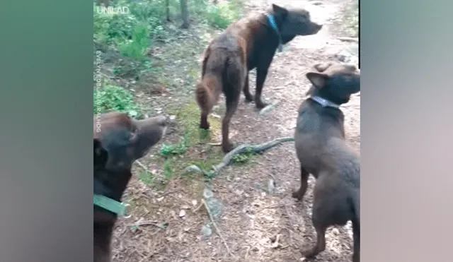 Turista despistado descubre extrañas ‘estatuas’ caninas y queda asustado al conocer la verdad [VIDEO]