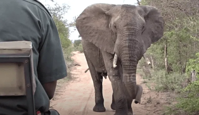 Un video viral de Facebook registró el momento en que un enfurecido elefante intenta atacar a un grupo de turistas.