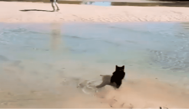 Facebook viral: gato vence su temor al agua y cruza charco para seguir a su amo 