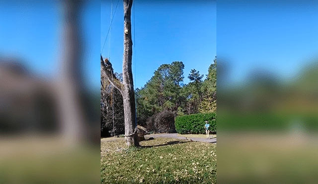 Facebook Viral: La habilidad de este hombre al talar árboles ha dejado atónitos a miles de usuarios [VIDEO] 