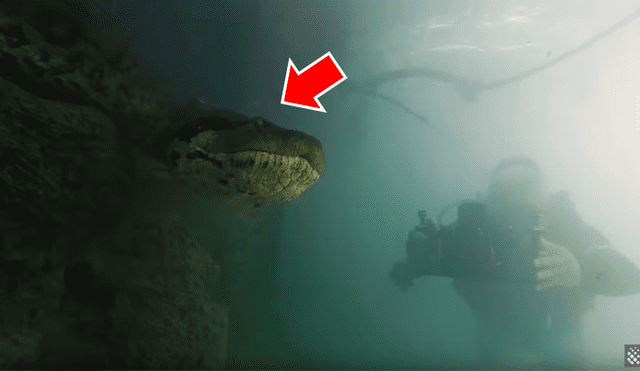 Intrépido buzo se encuentra con anaconda de 7 metros dentro de río y final paraliza las redes [VIDEO]