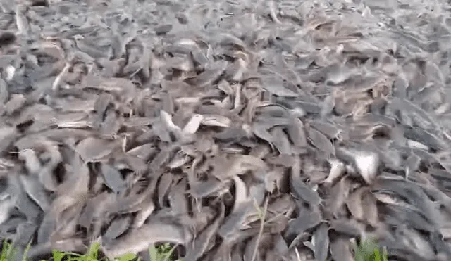 En YouTube, un joven acudió al río para pescar, sin imaginar que encontraría miles de animales marinos.