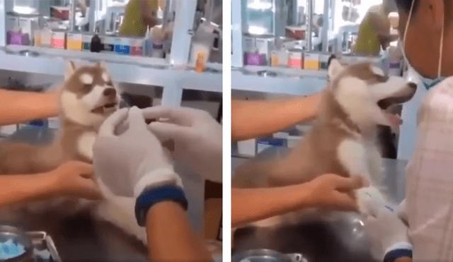 Desliza las imágenes para conocer el inesperado comportamiento de un perro cuando le colocan una inyección. Foto: Captura.
