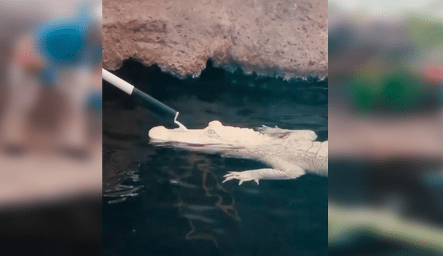 En YouTube, una joven cuidadora aseó a un peligroso cocodrilo y se sorprendió al notar su reacción.
