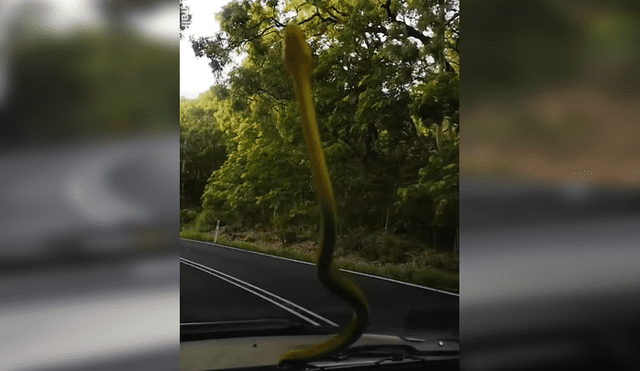 Facebook viral: momento exacto en que misteriosa criatura casi provoca que mujer choque su auto [VIDEO]