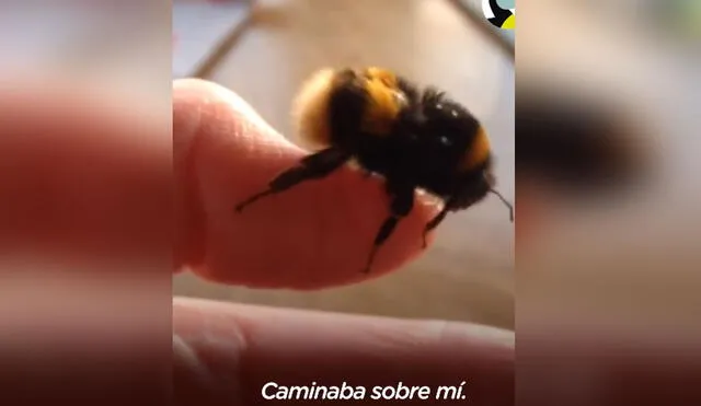La mujer decidió acompañar a la abeja hasta sus últimos instantes de vida. Foto: El Dodo / Facebook