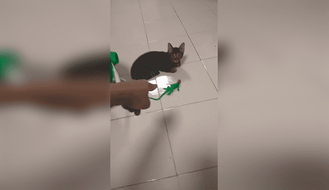 Facebook: Gato es sorprendido por iguana de juguete y tiene increíble reacción [VIDEO]