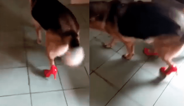 Facebook: Duras críticas tras revelarse video en el que joven pone tacos a su perro