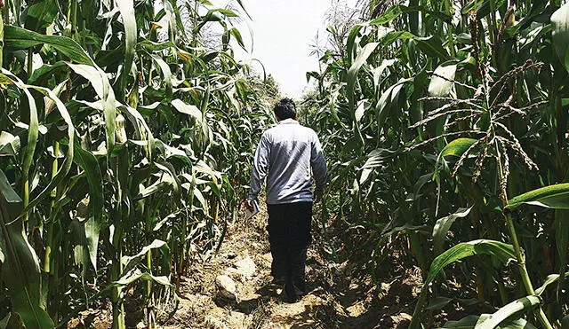 Lambayeque: rehabilitación temporal en el agro es mayor a S/ 7 millones