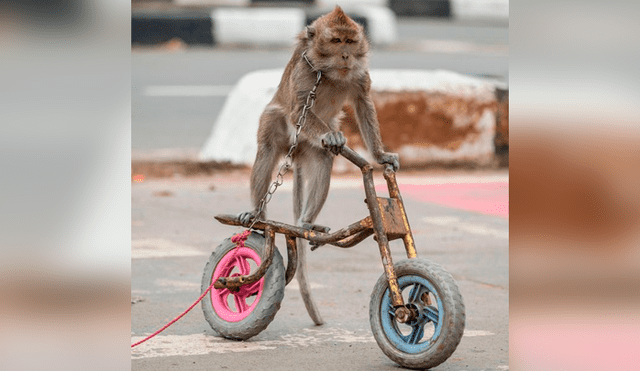 Monos que sufren de maltrato animal se venden a 5 dólares en lugar turístico