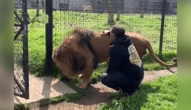 Un video viral de Facebook registró el preciso instante en que un cuidador de leones ingresó al recinto de un enfadado depredador.