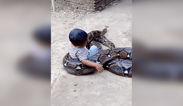 Faceboook: polémica por niño que fue grabado jugando con gigantesca serpiente 