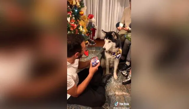 Desliza las imágenes para ver la divertida escena protagonizada por este cachorro al recibir su regalo navideño. Foto: captura de TikTok/@david.manguz