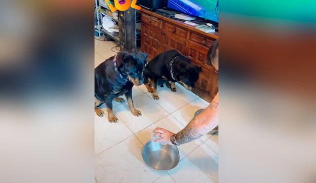 Desliza las imágenes para la curiosa escena que protagonizaron estos perros rottweiler al ver su plato casi vacío. Foto: captura de TikTok/Veronica Garcia Orel