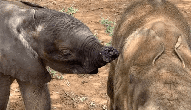 El recién nacido fue abandonado en un pozo por su manada y luego una jauría de hienas le amputó su trompa. Foto: Caters