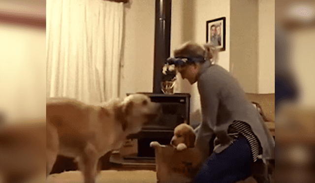 Desliza las imágenes para observar el inesperado comportamiento del perro tras conocer a su nuevo compañero.