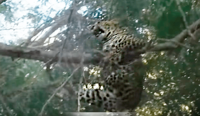 El leopardo trepó un enorme árbol para atrapar a un babuino, pero quedó ridiculizado al enfrentarse a uno de ellos.