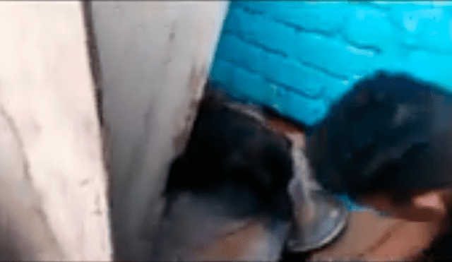 V.E.S.: Sujeto esconde celular robado debajo de la cama de su perro [VIDEO]