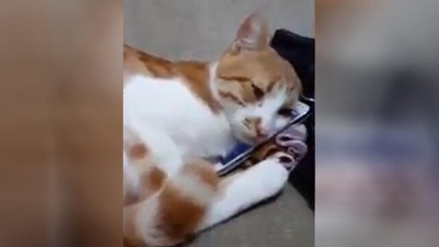 La tierna reacción de un gato al ver en un video a su dueño fallecido [VIDEO]