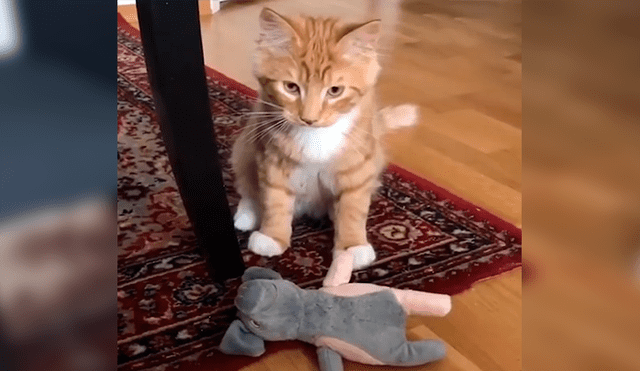 En Facebook, un tierno gato asombró con su habilidad al alcanzar varios objetos a su cuidador.