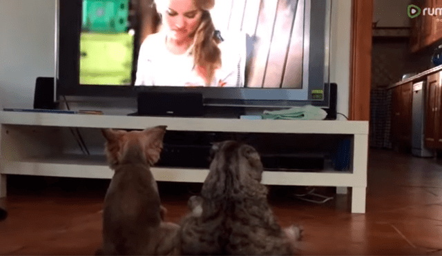 Facebook viral: chica llega a su casa y descubre a su gato y perro en una curiosa escena [VIDEO] 