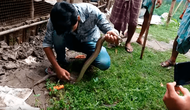 Venenosa serpiente queda atascada en los fierros de una granja y chico llega a su rescate [VIDEO]