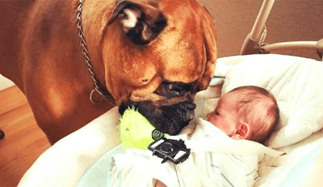 Perro se convierte en la ‘niñera más tierna’: lleva juguetes para calmar a bebé cuando llora [VIDEO]
