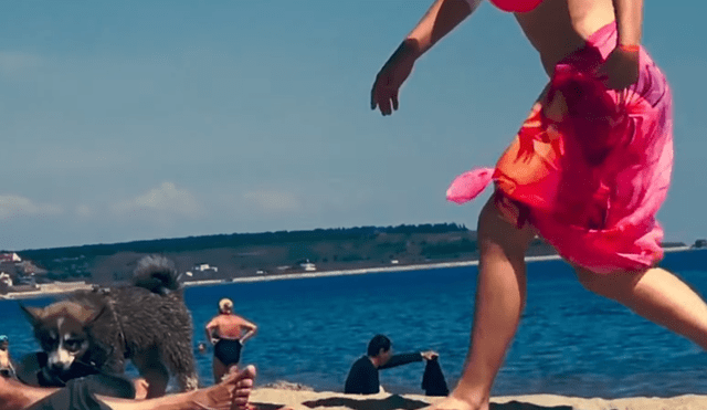 YouTube: Perro 'roba' sandalia en playa y protagoniza tierna persecución | VIDEO