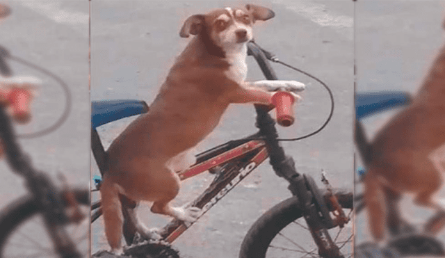 Perrito sale de paseo con su dueño en bicicleta y reacción enternece en redes [VIDEO]