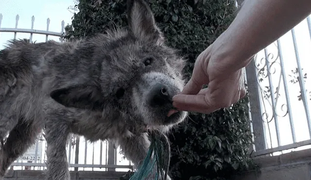 Desliza para ver las fotos de este perro que enamoró a todos en Facebook. Foto: Captura.