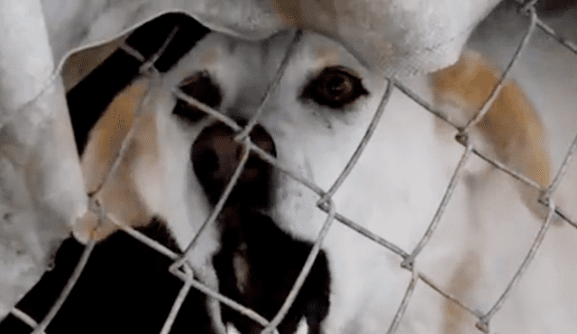 Facebook viral: Perros abandonados en un refugio fueron adoptados por un mujer [VIDEO]