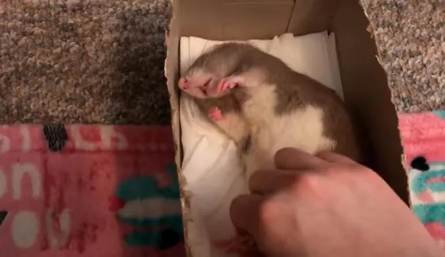 Desliza las imágenes para conocer la reacción de una rata rescatada al sentir el olor de unas almendras. Foto: Captura de YouTube