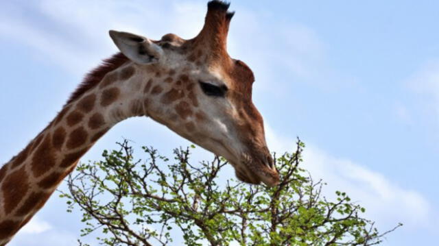 YouTube: jirafa murió al atorarse su cabeza en un árbol en zoológico [VIDEO]