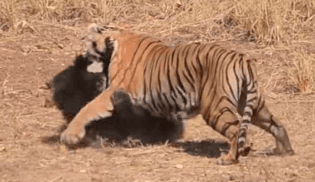 YouTube: osa se enfrentó a tigre hambriento y resultado sorprende [VIDEO]