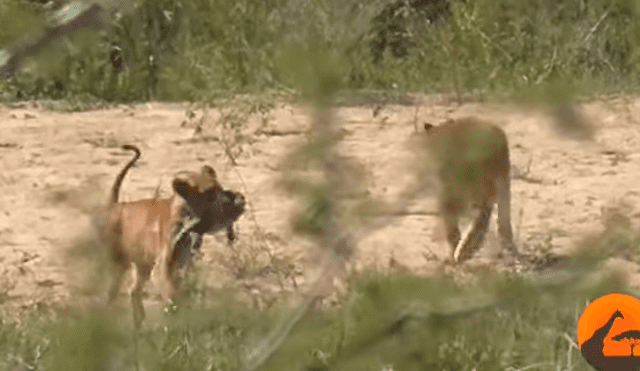 Una turista grabó en un video viral de YouTube el desgarrador instante en que un hambriento león cazó a una lagartija, sin imaginar que un búfalo llegaría a su rescate.