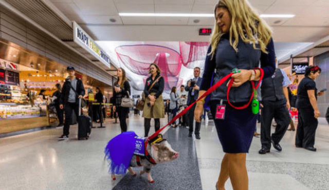 LiLou, la cerdita que ayuda a los viajeros a perder el miedo a volar mediante juegos en el aeropuerto [VIDEO]