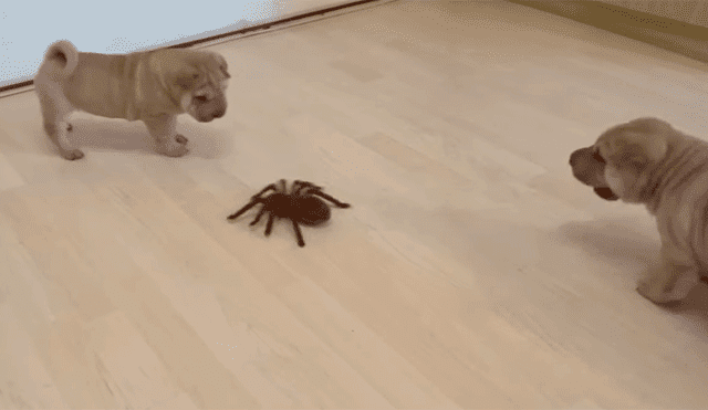 Cachorros reaccionan inesperadamente al encontrarse con una gigantesca tarántula [VIDEO]