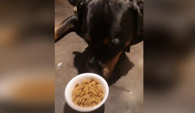 Desliza hacia la izquierda para ver más imágenes del singular comportamiento que tuvo este can al ver que su dueña le dio una comida que no le gustaba. (Foto: captura / TikTok)