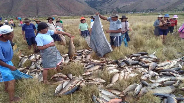 Cusco: Más de 800 peces fueron hallados muertos en laguna de Matará