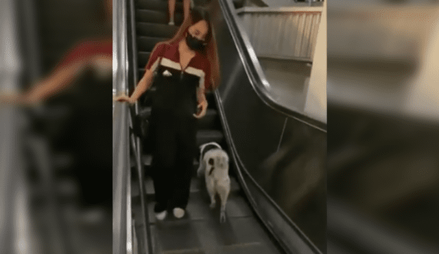 Desliza las imágenes para ver más del gracioso comportamiento que tuvo este perrito al probar las escaleras eléctricas. (Foto: captura)