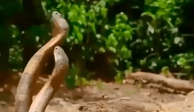 Facebook viral: peligrosas serpientes inician lucha y sucede algo increíble [VIDEO] 